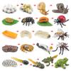 Life Cycle Board Montessori Kit Biology Science Education Toys For Kids Sensory Tray Animal Figure Life Cycle Sorting Wooden Toy