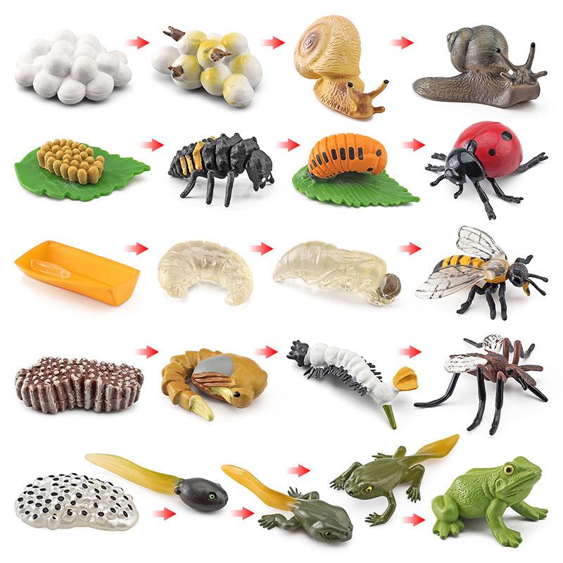 Life Cycle Board Montessori Kit Biology Science Education Toys For Kids Sensory Tray Animal Figure Life Cycle Sorting Wooden Toy
