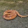 Snake Stuffed Animals Plush Toy,lifelike Scary Prank Prop Toy,gifts For Kids