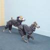 Roupa e sapatos – Casacos para cães