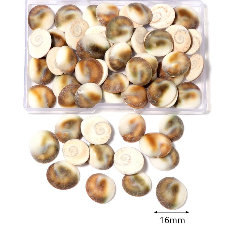 1 Box Sea Shell Spiral Shell Tiny Ocean Spiral Seashell Conch Crafts Aquarium Decoration Landscaping Accessory Photography Props