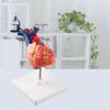Life Size Anatomical Human Heart Model for Middle and High School Biology Teaching Tool