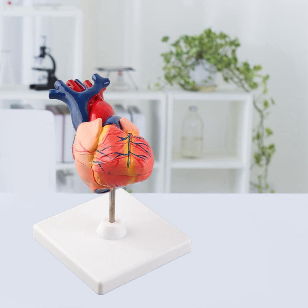 Life Size Anatomical Human Heart Model for Middle and High School Biology Teaching Tool