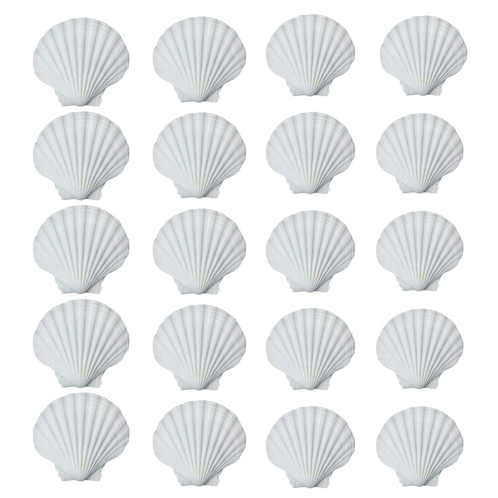 Pack of 20 Large White Scalloped Shells for Crafts Painting Baking Ocean Themed Party Decoration And Home Accent 6-8cm