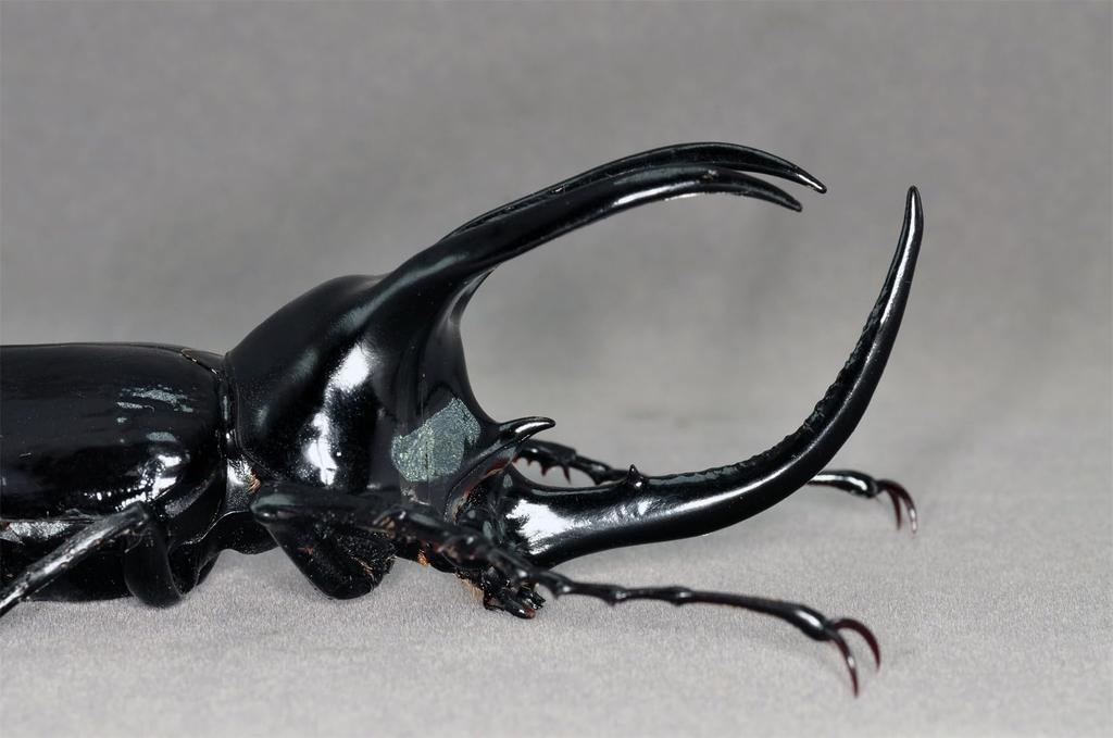 BACALYSO Nirvana Mohrenkamp Beetle Magnetic Refrigerator Realistic Adult Illustrated Plastic Model Finished Figurine Figure, Ornament, Beetle,