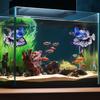 Pești și animale marine – Decorul acvariului