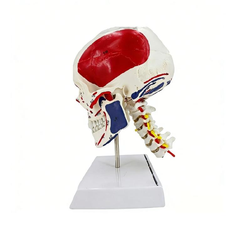 

Interactive Muscle Colored Human Skull With Cervical Vertebrae Designed For School Laboratory Use 1