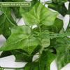 Artificial Rattan Leaf Vine for Ceiling or Wall Decor