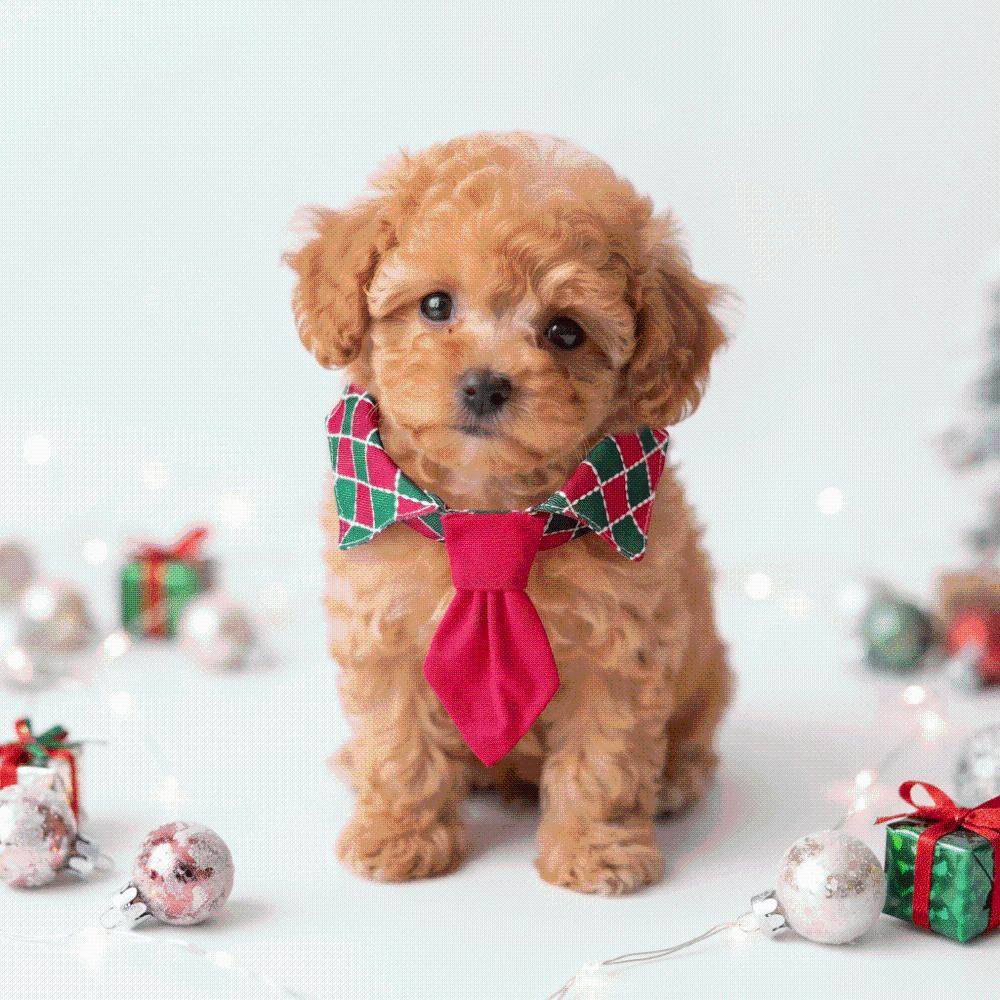 Plaid Pattern Cat Neck Tie Leash Ring .Plaid Puppy Hat Christmas Pet Collar Puppy Kittens