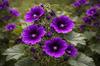 Wild Mallow Flower 25g Tisania Herbal Tea