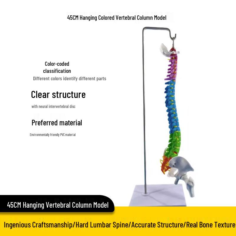 Adult 1:1 Human Spine Model for Chiropractic Practice - Cervical, Lumbar, and Skeleton Display