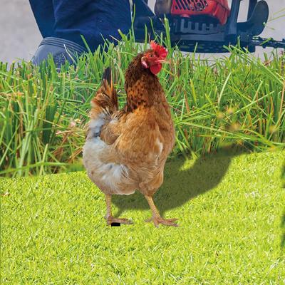 Zatravnění a úprava terénu – Zahradní dekorace