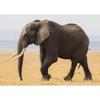 Elephant Baby Family Poster Print Modern Wildlife Animal Wall Art Canvas Painting Picture Nature Landscape for Living Roon Decor