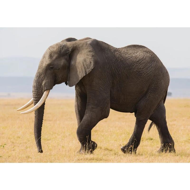 Elephant Baby Family Poster Print Modern Wildlife Animal Wall Art Canvas Painting Picture Nature Landscape for Living Roon Decor