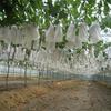100pcs Mesh Fruit Protection Bag - Durable Non-woven Fabric Covered - Perfect for Vineyard and Home Garden Planting, Plant Protection Cover