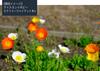 Iceland Poppy "Victory Giant Ant Mix for Landscape Use" Seeds, 100ml