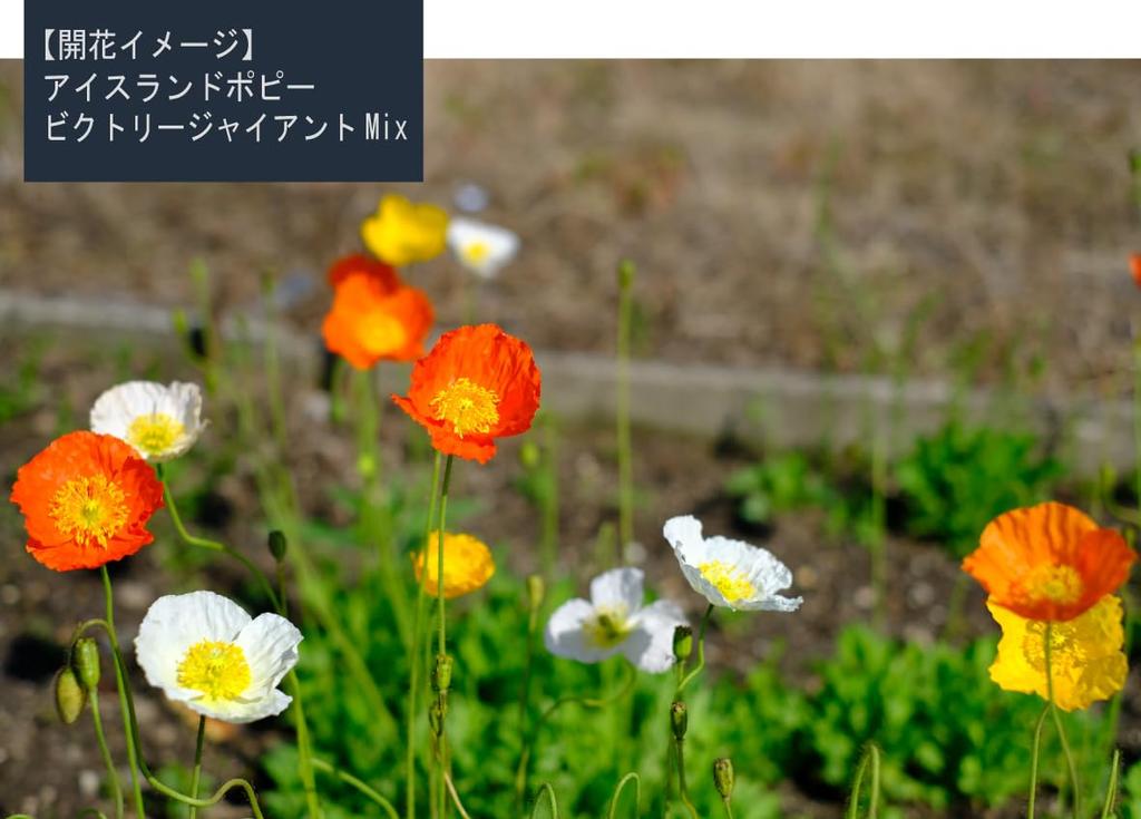 Iceland Poppy "Victory Giant Ant Mix for Landscape Use" Seeds, 100ml