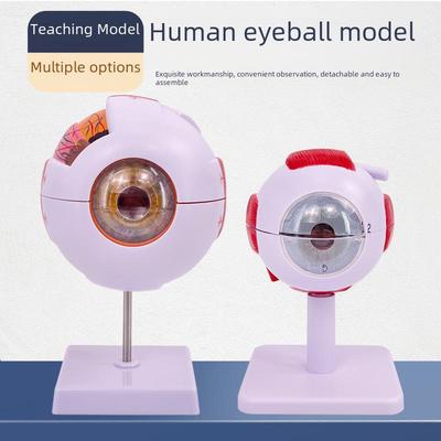 Oftalmoloji için Üst Düzey Profesyonel İnsan Gözü Anatomik Modeli