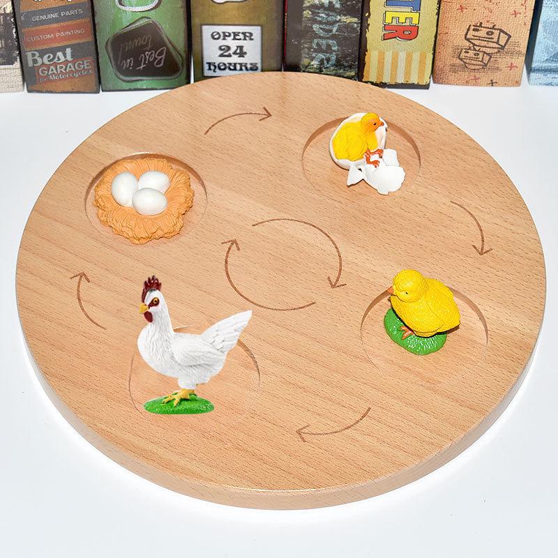 Montessori Plant & Animal Life Cycle Educational Toy Set for Early Learning
