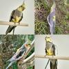 Bird Harness with Buckle Clip and a Leash, Easy to Wear for Bird Parrots Cockatiel S Size Weight 85-105 Grams, Yellow