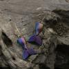 A Pair of Personalized Creative Colorful Stereoscopic Mermaid Tail Earrings for Party Wear