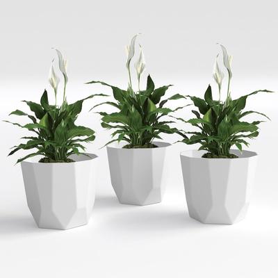 Hexa Plastic Flower Pot with Drainage Holes Round Planter Pot Suitable for Indoor Outdoor Kitchen Garden (White, 10 INCH - 3 Pcs)