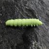 12Pcs Glow Uv Reactive Larva Soft Bait 38Mm Floating Tpr Worm Strong Cheese Scent Freshwater Lure Catfish Ultralight Tackle
