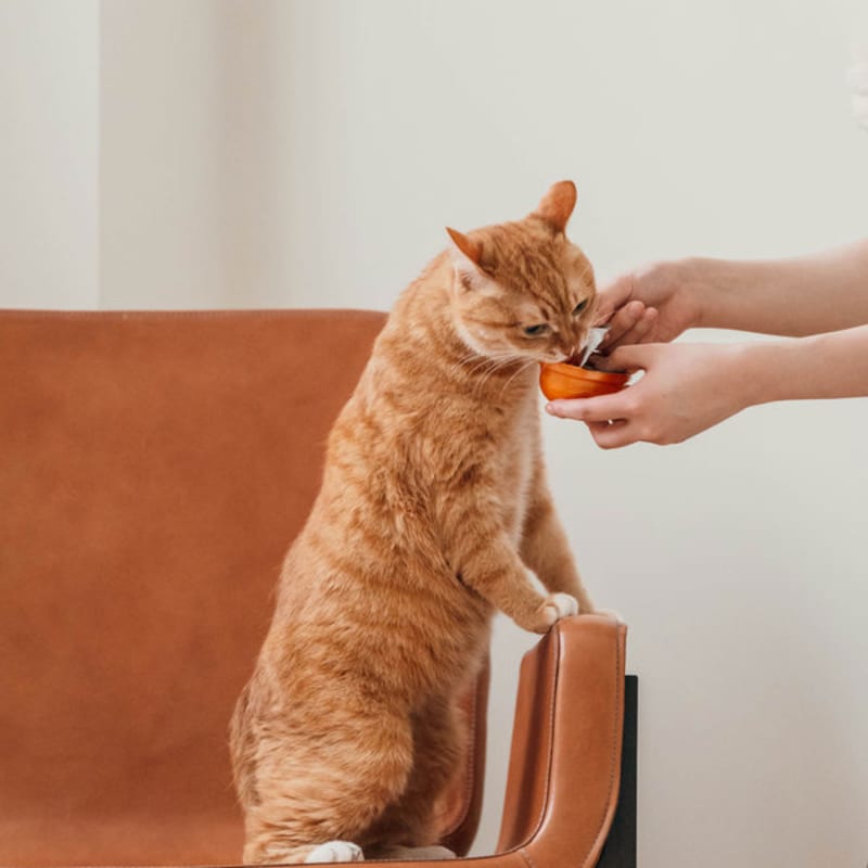 [Pet] Inaba Maguro Jure Bonito 65 G