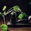 Zen Collection Decorative Ornaments,Stones Dare Antique Craftsmanship Pray Good Luck Tea Ceremony Significant Tea Pets