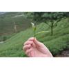 Yunnan Dian Hong Black Tea 250g Premium Organic Golden Tips Loose Leaf