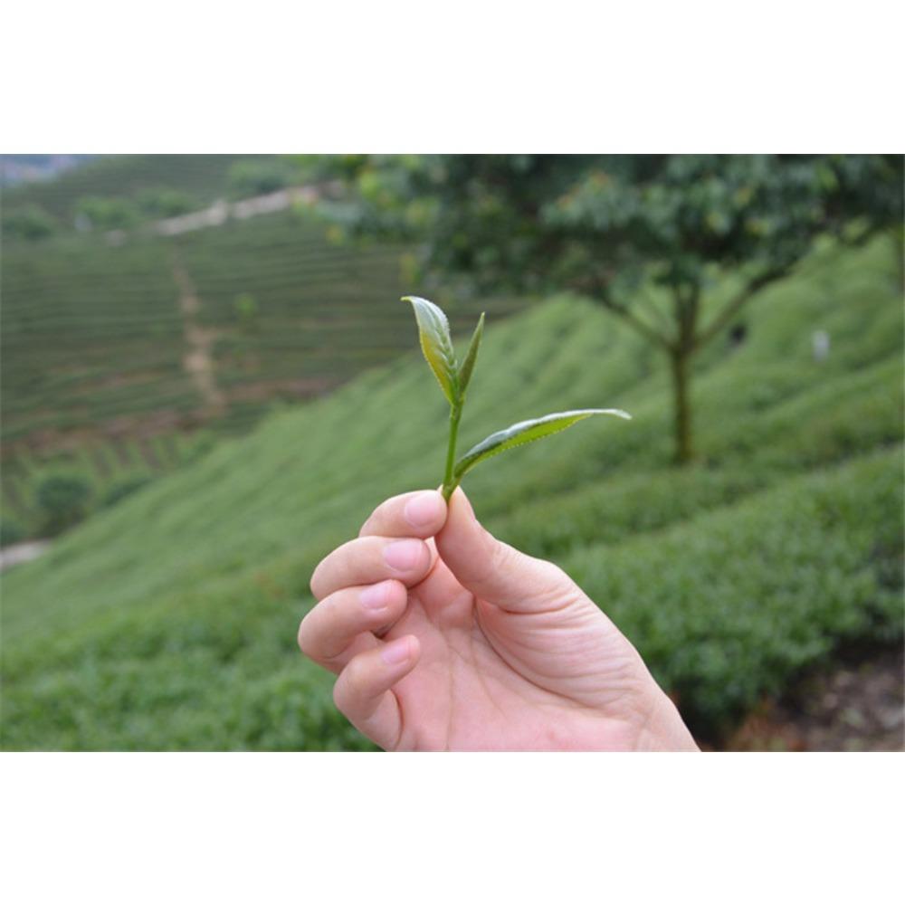 Yunnan Dian Hong Black Tea 250g Premium Organic Golden Tips Loose Leaf