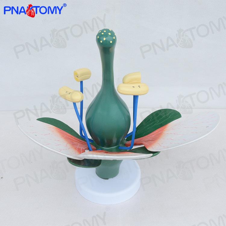 Peach Blossom Flower Model: Magnified Green Stamen Structure for Biology Teaching Display 31.5x29.5x17.5 cm