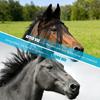 Strong Dark Fly Cover For Equines Offering Breathable Openwork Structure And Gentle Inner Lining