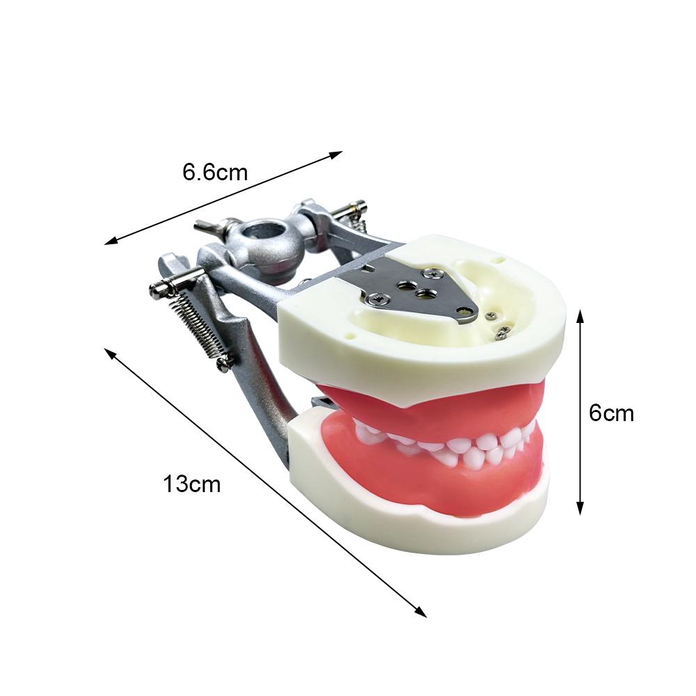 Child Dental Model 28/32 Teeth Model Soft Gum Resin Typodont DP Jaw for Dentist Practice Teaching Studying Demonstration Tools