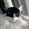Cat Mask Halloween Black Half Face Pets Mask Bat Inspired Mask with Ear