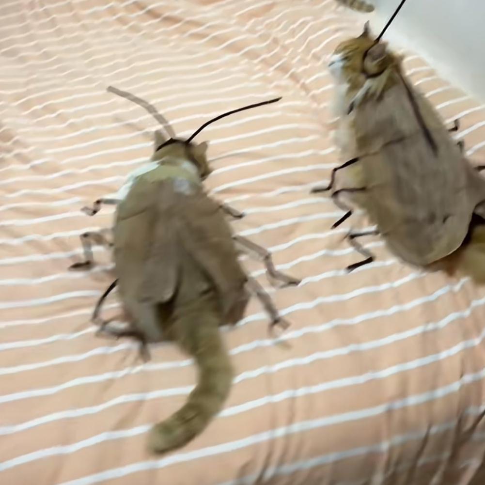 Cat Cockroach Costume –Cat Cockroach Clothing DIY Kit for Halloween, Funny Kitten Cape Craft Set with Wings and Antennae