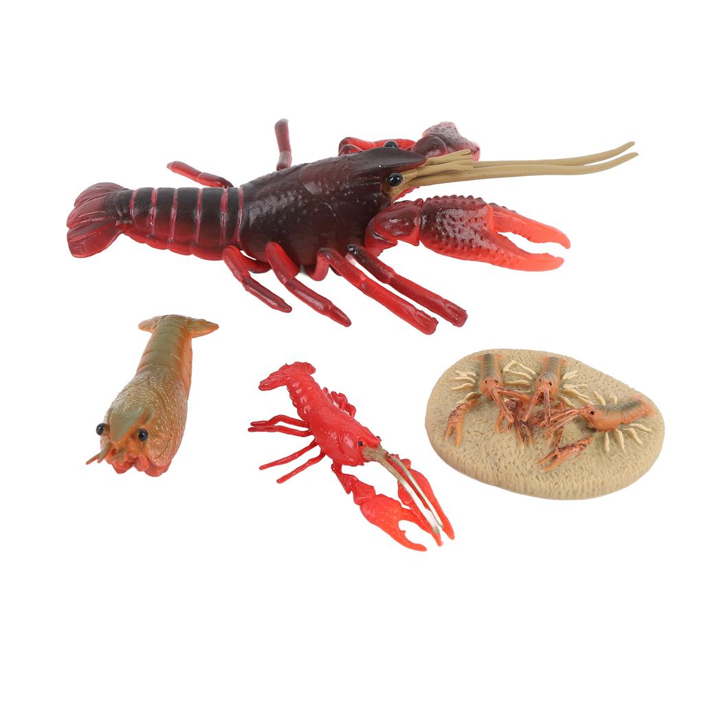 4 Pcs Lobster Life Cycle Model Set Realistic Learning Toys Growth Stage Lifelike Lobster for Home