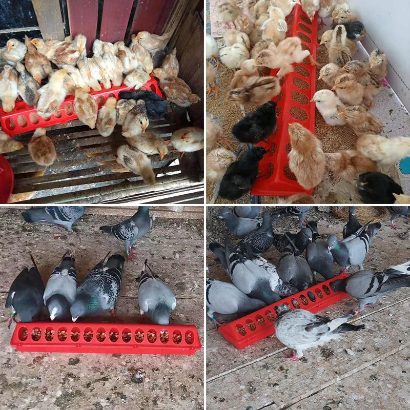 50 Cm Flip-Top Poultry Ground Feeder Chicken Poultry Feeder Trough Chicken Farming Tool Pheasant Feeding Bucket Quality Chick