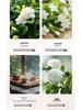 Floral Aroma Diffuser Bottle: Flameless Essential Oil Home Fragrance Gift for Bedroom, Long-Lasting and High-End.
