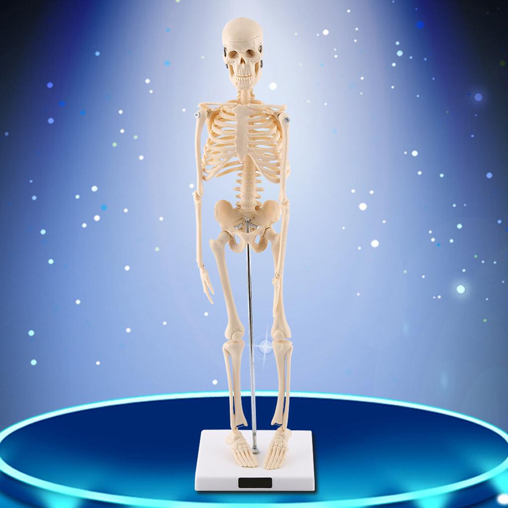 1pc Human Skeleton Anatomical Model Medical Anatomical Teaching Tool With Base
