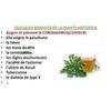 Complément Alimentaire Herbal D-tox Artémisinine ~ Armoise (Artemisia Annua L) 100% Pure, 100 gélules x 500 mg