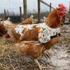 Adjustable Hen Apron Waterproof Chicken Harness Vest Practical Chicken Dress  Pet Clothes