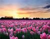 RUOPOTY Digital Painting Flower Sea Hand-Painted Wall Art Painting Unique Gifts On Canvas Sunset Pictures Home Decoration