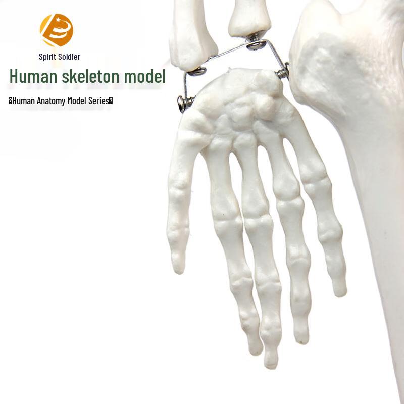 Life-Size Human Skeleton Model