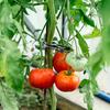 20ps Plant Fixed Clips Reusable Garden Greenhouse Bracket Garden Plants Vine Climbing Clamp Flower Tomato Support Fastener