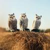 Cross-Border Owl: Outdoor Bird-Scaring, Rodent-Repelling Resin Ornament with Head Movement