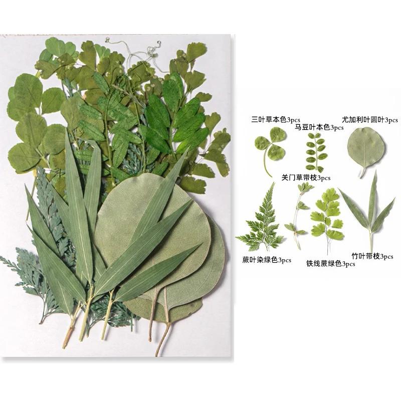 21PCS Set Dried Pressed Plants Leavse for Jewelry Resin Making Natural Green Leaves Flowers Material for DIY Supplies