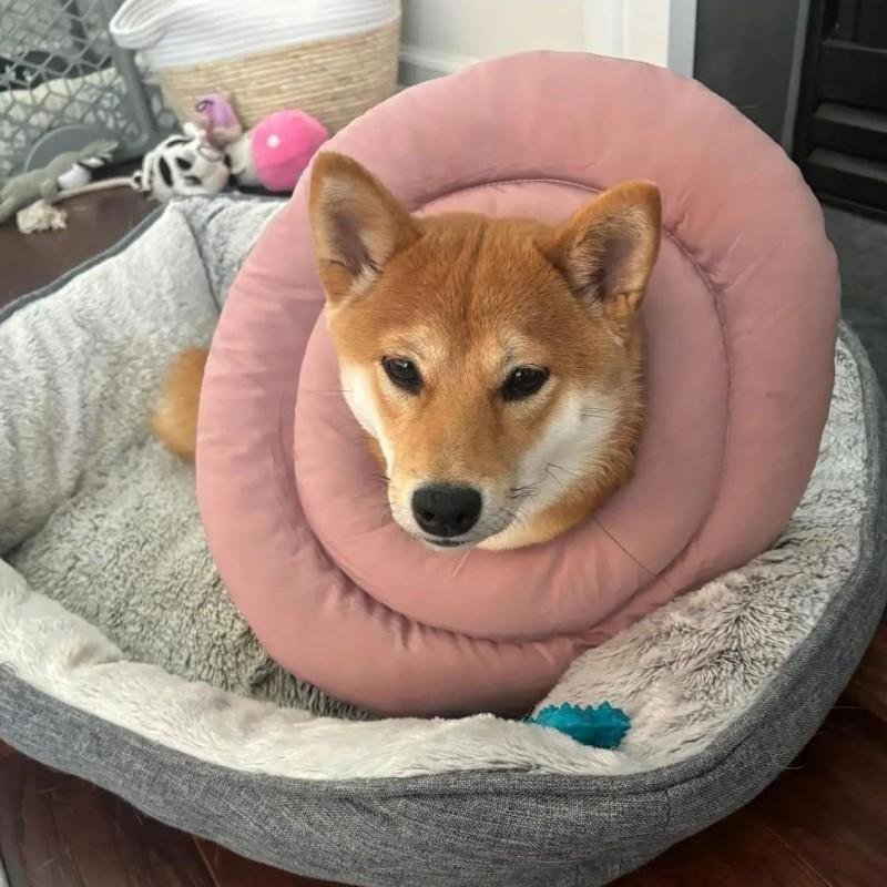 Soft Waterproof Pet Recovery Collar Dogs Cats Prevent Licking Bite Adjustable Wide Comfortable Elizabethan Cone