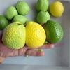 Weicher TPR Zitronenball Haut Flexibel DIY Druckball Kit Sensorisch DIY Leere Ball Haut Kinder Geschenk