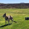Imbracature per slitta da cane Pet Strong Training Sledge Supplies Imbracatura da slitta per cane da allenamento
